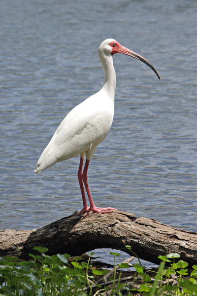 Each of these 4 photos shows an all-white bird with a neck that is about half as long as its body, long orange legs, and a slender beak that is as long as its neck.  The pictures show it standing on a branch near some water; walking in the water; standing in some marsh holding something in its beak, and standing in the water.