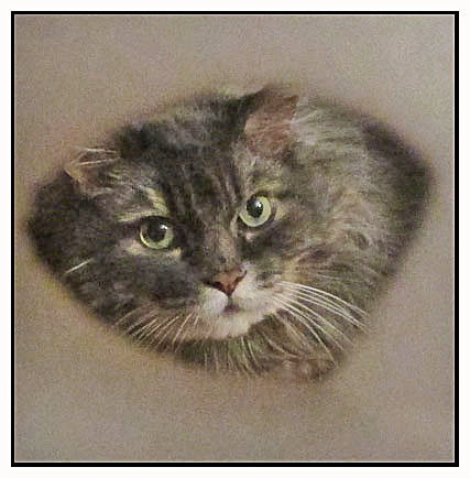 We see a cat's head and ears and some of his body inside the circle of the tube.