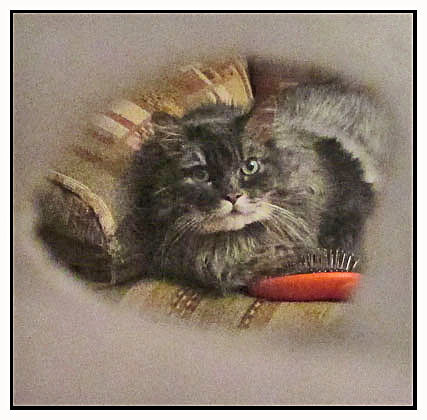 inside the circle of the tube, we see the entire cat with an orange brush near his chest.