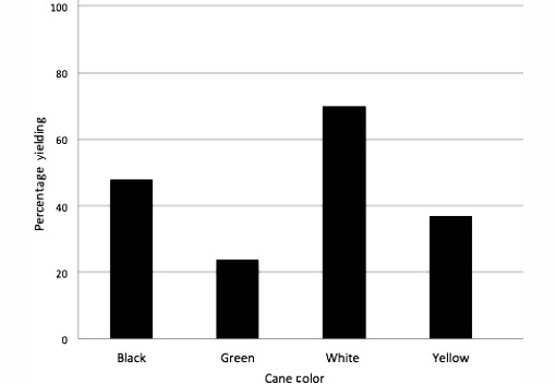 The figure is a bar graph. The x-axis is labeled Cane color, and it has 4 values, from left to right: Black, Green, White, and Yellow. The y-axis is labeled Percentage yielding, and it has 6 values, from bottom to top: 0, 20, 40, 60, 80, and 100. Black: 48; Green: 24; White: 70; Yellow: 37